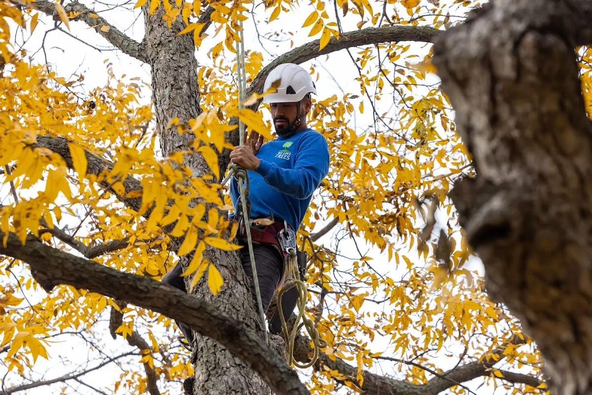 Skilled Tree Trimming crew working in Dallas