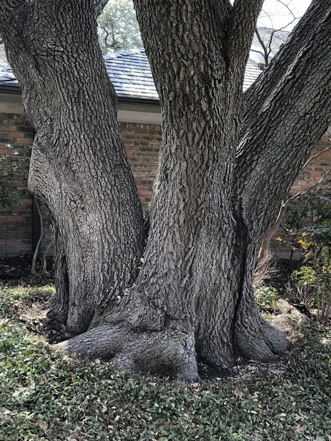 Mature heritage tree close to a Dallas property cared for by certified arborists